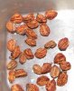 Medlar Seeds.jpg