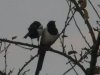 corvids 001.jpg