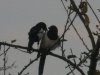 corvids 002.jpg