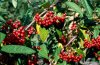 Cotoneaster frigida.jpg