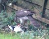 sparrowhawk 1.jpg