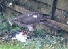 sparrowhawk 2.jpg