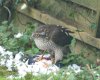 sparrowhawk 3.jpg