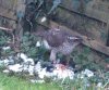 sparrowhawk 4.jpg