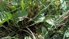 Unknown leaf.jpg