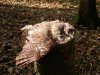tawney owl (2).jpg