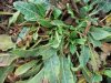 100_0574.JPG