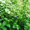 IMG_20170703_134317_621.jpg