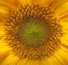 sunflower.jpg