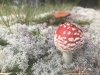 802A1053-B7A7-4AC6-8021-D466BD11718B.jpeg