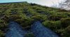 moss.jpg