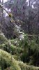 Lichen.jpg