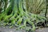Tree Roots.jpg