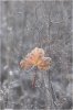 frosty.jpg