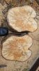 spalted birch1.jpg