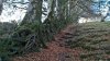 treeswalking.jpg