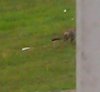 llanelli-fox-01.jpg
