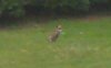 llanelli-fox-02.jpg