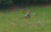 llanelli-fox-03.jpg