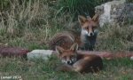 llanelli-fox-2018-01.JPG
