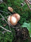 jelly fungus.jpg