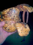 spalted birch.jpg