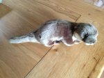 otter 2048 - 25.jpg