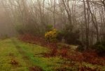 gorse bush - 2 - 25.jpg