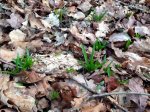 bluebell shoots - 25.jpg