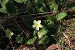primroses - 25.jpg