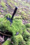 The Knife in the Stump.jpg