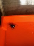 Spider.jpg