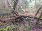 fallen tree - 25.jpg