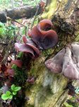 jelly-ear - 25.jpg