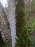 moss on tree - 25.jpg