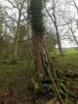 ash tree on fenceline - 25.jpg