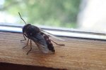 tabanus bovinus.jpg