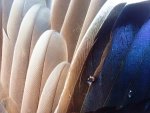 mallard feathers.jpg