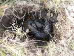 Badger%20dung%20pit%20(c)%20Montgomeryshire%20WT.jpg