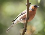 chaffinch 1.jpg