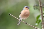 chaffinch 2.jpg