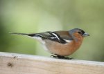 chaffinch 3.jpg