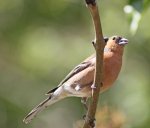 chaffinch 4.jpg