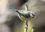 bluetit.jpg