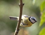 bluetit 2.jpg