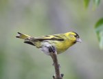 siskin.jpg