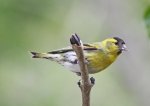 siskin 2.jpg