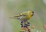 siskin 3.jpg