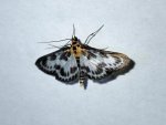 Small Magpie - TG5TG540196 - 2056 - 25.jpg