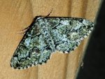 Brussels Lace - TG5TG560238.jpg